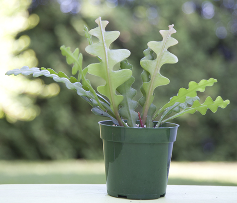 Epiphyllum anguliger