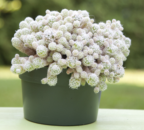 Mammillaria vetula gracilis