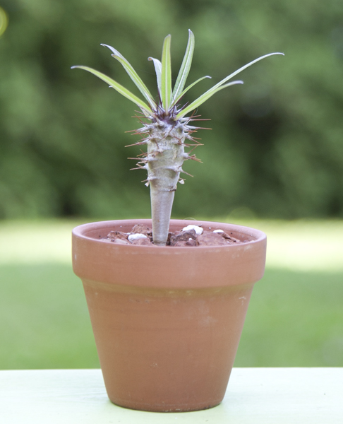 Pachypodium mikea